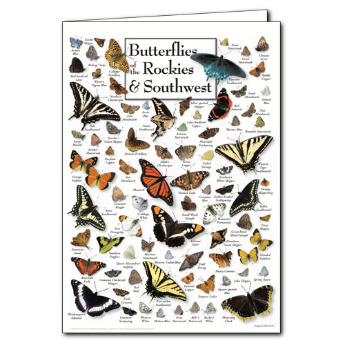 Butterflies Rockies/Southwest Greeting Cards 6/PAK